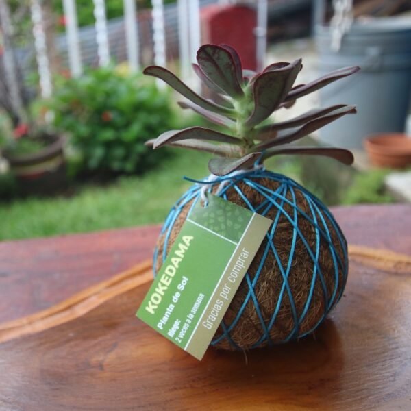 Planta Kokedama